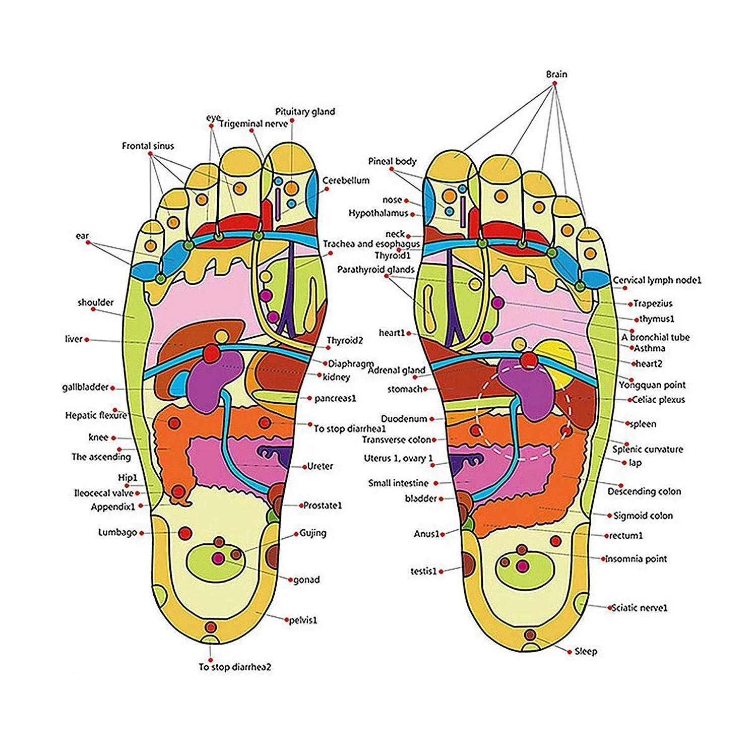 avyaan Manual Spring Acupressure and Magnetic Therapy Accu Paduka Slippers for Full Body Blood Circulation Natural Slippers For Men and Women (Unisex) (Size 4, 5, 6, 7, 8, 9, 10) (8)